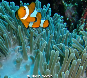 These little fish just wont keep still! by Maria Machin 